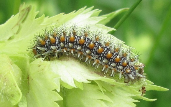 Allevamento di Melitaea didyma su Rhinanthus alectorolophus